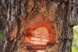 8 loại gỗ đắt đỏ quý hiếm nhất hành tinh, Việt Nam có 1