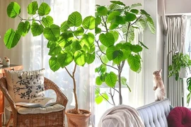 Cây cảnh rước phước lành, đón tình yêu tràn ngập