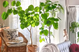 Cây cảnh rước phước lành, đón tình yêu tràn ngập