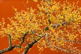 5 cây cảnh trường thọ giúp gia chủ thịnh vượng, ba đời phú quý