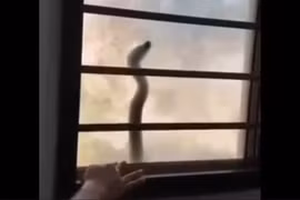 Phát hiện 'quái thú' vật vờ ngoài cửa sổ, chủ nhà sốc toàn tập 