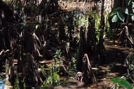 Kỳ lạ loài cây biết "sinh con" sòn sòn: Việt Nam không thiếu! 