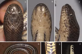 Bất ngờ phát hiện loài rắn mới chỉ có ở Việt Nam