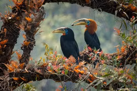 Chiêm ngưỡng loài chim nguy cấp bậc nhất Việt Nam