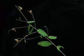 Loài cây đặc biệt ở Việt Nam cứ có nhạc là 'lắc lư'