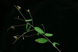 Loài cây đặc biệt ở Việt Nam cứ có nhạc là 'lắc lư'