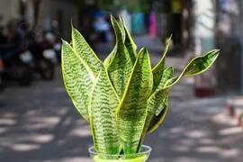 Tuổi kỵ trồng cây lưỡi hổ: Phúc lộc tổn hại, tiền đội nón ra đi