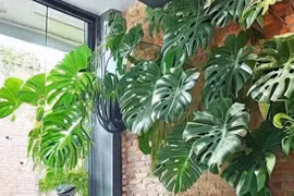 4 bí quyết giúp cây cảnh tài lộc phát triển thành 'quái vật'