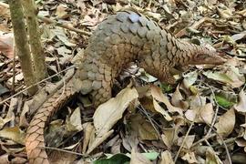  Bắt được tê tê Java ở Bình Định: Loài nguy cấp trên toàn cầu