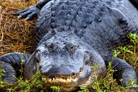 'Quái thú' khổng lồ tràn xuống thành phố sau ngập lụt