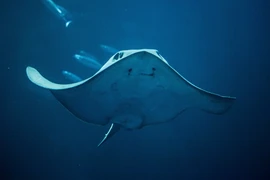 Đánh cá trên biển, bất ngờ đụng trúng 'quái ngư' khổng lồ