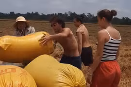 Du khách nước ngoài hào hứng xuống ruộng thu hoạch lúa ở miền Tây