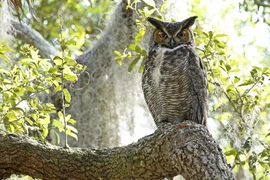 Top 7 loài chim hung hãn nhất quả đất, ác mộng của con người