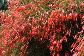 Cây cảnh cát tường đỏ như pháo, mang may mắn, thịnh vượng vào nhà