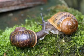 Loài vật kỳ lạ có 25.000 chiếc răng, Việt Nam có đầy