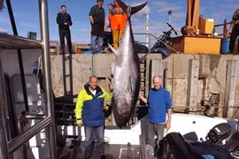 Ngư dân bất ngờ tóm được 'thuỷ quái' giá gần 175 triệu đồng