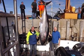 Ngư dân bất ngờ tóm được 'thuỷ quái' giá gần 175 triệu đồng