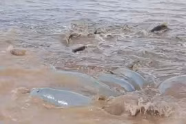 Đàn cá heo mắc cạn ở cửa biển Cái Cùng, Bạc Liêu