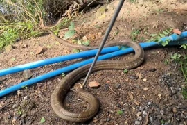 Nghe tiếng động lạ, hoảng hồn thấy 'quái thú' khổng lồ giao tranh