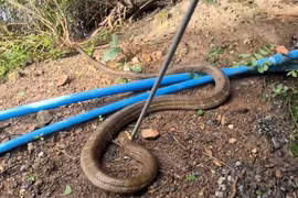 Nghe tiếng động lạ, hoảng hồn thấy 'quái thú' khổng lồ giao tranh