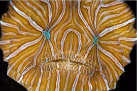 Top loài cá dị nhất hành tinh: Số 8 có hàng ngàn chiếc răng