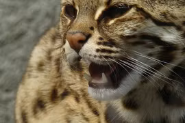 Mèo rừng được giao nộp ở Quảng Bình: Loài quý hiếm bậc nhất thế giới