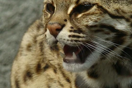 Mèo rừng được giao nộp ở Quảng Bình: Loài quý hiếm bậc nhất thế giới