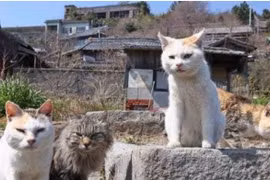 Kỳ lạ hòn đảo ở Nhật có hàng chục nghìn con mèo "chiếm đóng"