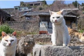 Kỳ lạ hòn đảo ở Nhật có hàng chục nghìn con mèo "chiếm đóng"