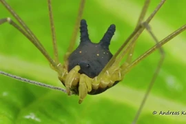 Sinh vật quỷ dị “mình nhện, đầu chó”, xuất hiện trước cả khủng long 