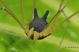 Sinh vật quỷ dị “mình nhện, đầu chó”, xuất hiện trước cả khủng long 