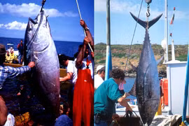 Cậu bé bất ngờ tóm được 'quái ngư' khổng lồ dài gần 3m