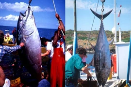 Cậu bé bất ngờ tóm được 'quái ngư' khổng lồ dài gần 3m