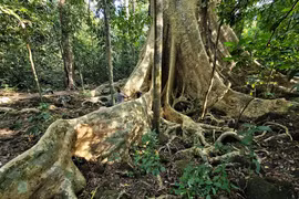 Cây cổ thụ 400 tuổi được ví là 'thằn lằn sấm' của Việt Nam