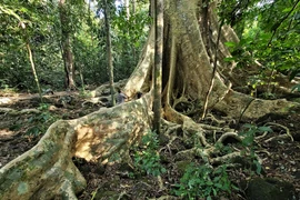 Cây cổ thụ 400 tuổi được ví là 'thằn lằn sấm' của Việt Nam