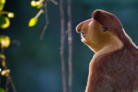 Ý tưởng giúp con người vượt qua cuộc đại tuyệt chủng lần thứ 6