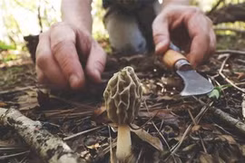 Kinh ngạc loài nấm đắt nhất hành tinh, 'thoắt ẩn thoắt hiện' trên núi