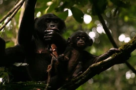 Top 'nữ hoàng' khét tiếng nhất trong thế giới động vật