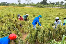 Hà Nội: Thanh niên tình nguyện khắc phục hậu quả bão số 3 Yagi