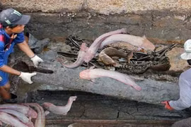 10 con cá trê dẫn lối đến mộ cổ, càng đào càng kinh ngạc vì...