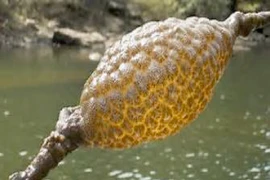 Bí ẩn sinh vật lạ nhầy nhụa, phát sáng màu vàng cam