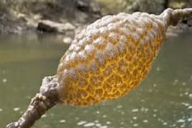 Bí ẩn sinh vật lạ nhầy nhụa, phát sáng màu vàng cam