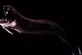 Diện kiến những sinh vật kỳ lạ dưới đại dương sâu thẳm