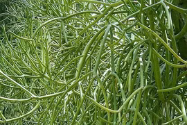 Cây cảnh hút lộc, sợ khi nghe tên nhưng cực kỳ mạnh mẽ