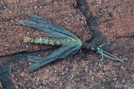 Phát hoảng sinh vật lạ hệt chuồn chuồn 'đột biến' quằn quại trên nền gạch