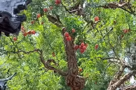 Cổ nhân dặn: '5 cây vào cửa, tài lộc đến nhà'