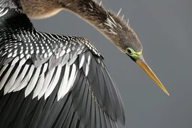 Chim cổ rắn bị buôn bán trái phép ở Tây Ninh: Loài trong sách Đỏ