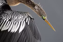 Chim cổ rắn bị buôn bán trái phép ở Tây Ninh: Loài trong sách Đỏ