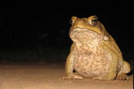 Cóc mía điên cuồng đầu độc chó, cưỡi trăn theo đàn