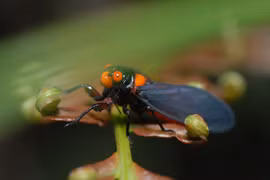 Lạ lùng loài ve sầu thoát xác 'đổi trắng thay đen' ở Việt Nam